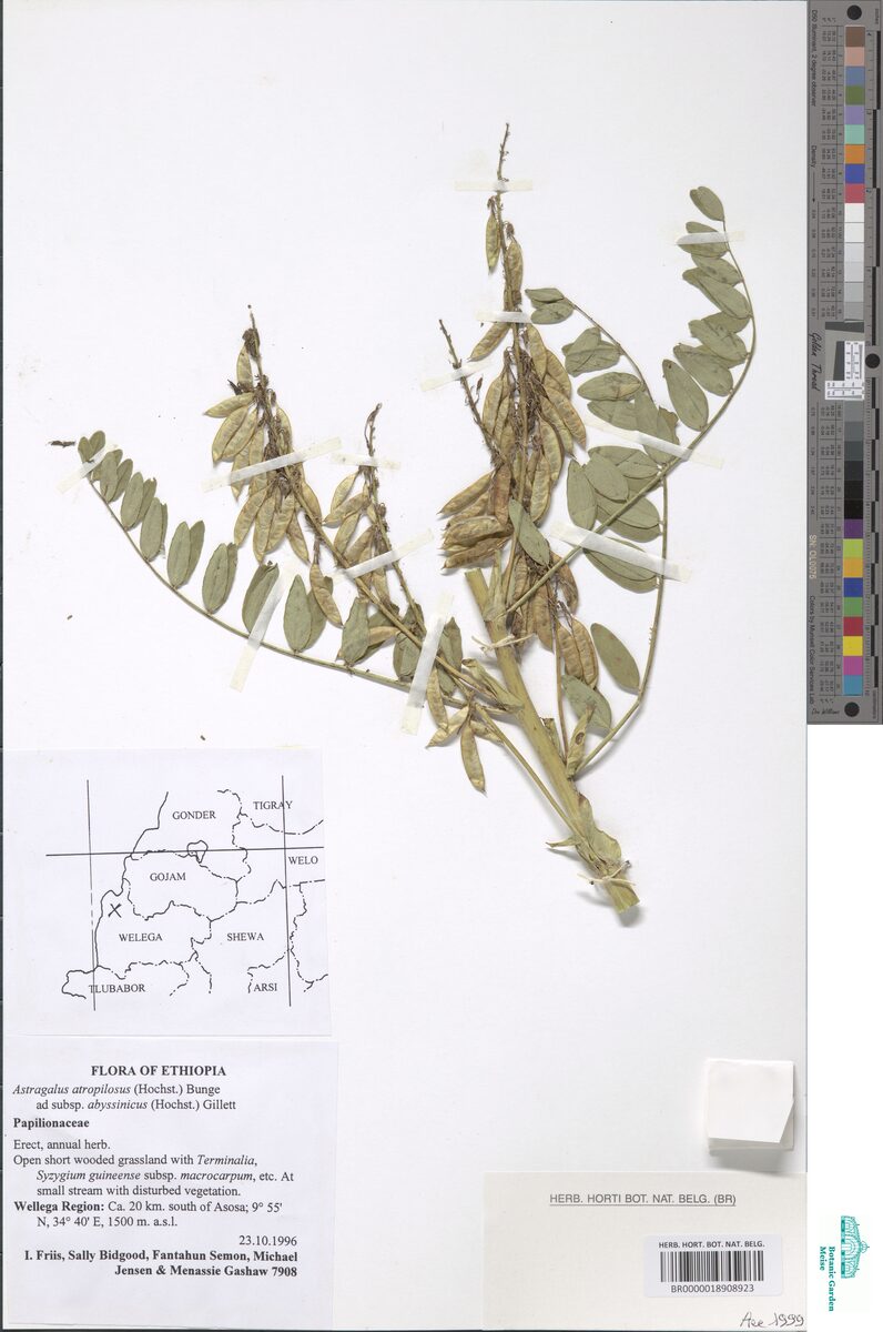 Astragalus atropilosulus subsp. abyssinicus — photo