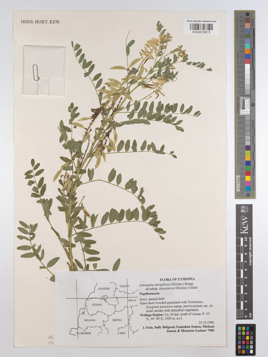Astragalus atropilosulus subsp. abyssinicus — photo