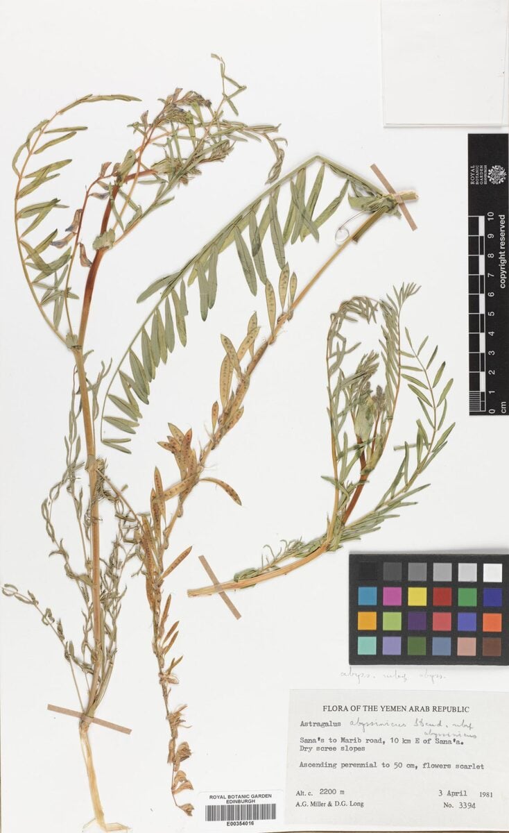 Astragalus atropilosulus subsp. abyssinicus