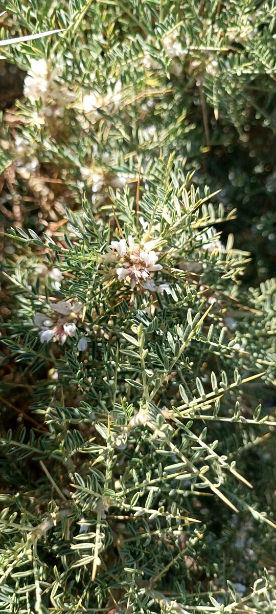 Astragalus brachycalyx subsp. eriostylus — photo