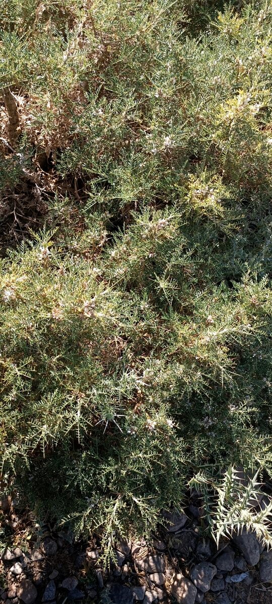 Astragalus brachycalyx subsp. eriostylus — photo