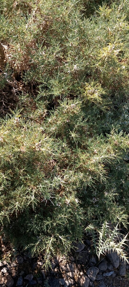 Astragalus brachycalyx subsp. eriostylus