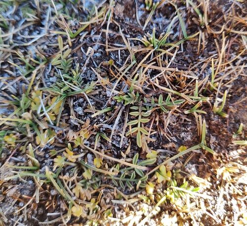 Astragalus bustillosii