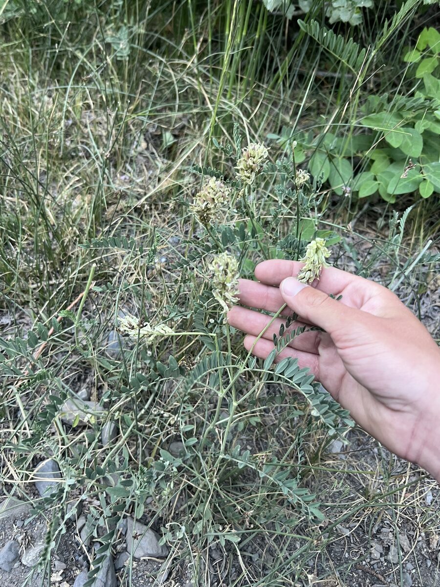 Astragalus canadensis var. brevidens (Short toothed milk vetch) — photo