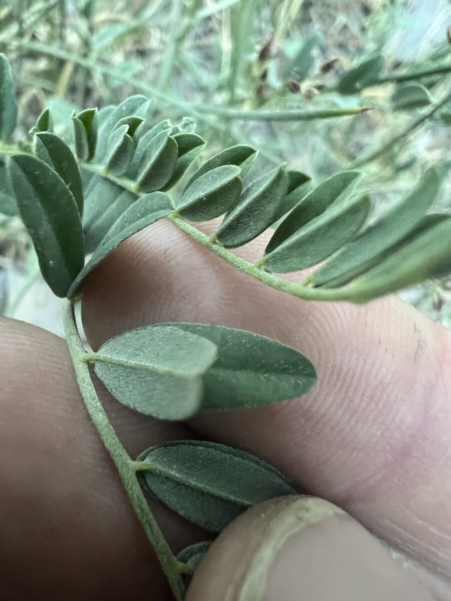 Astragalus canadensis var. brevidens (Short toothed milk vetch) — photo