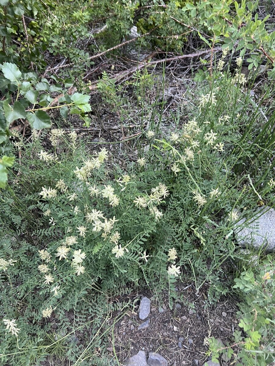 Astragalus canadensis var. brevidens