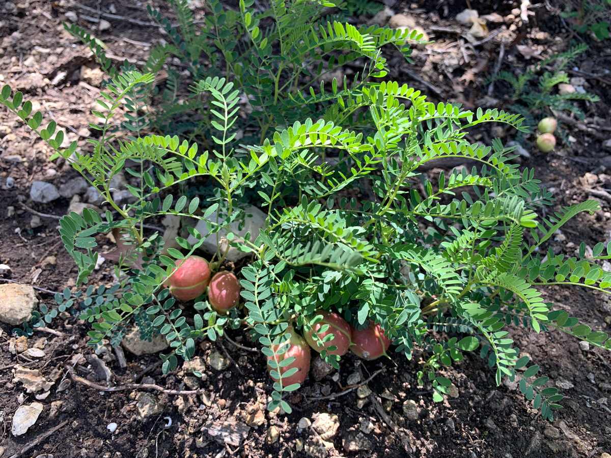 Astragalus crassicarpus var. berlandieri (Larger ground plum) — photo