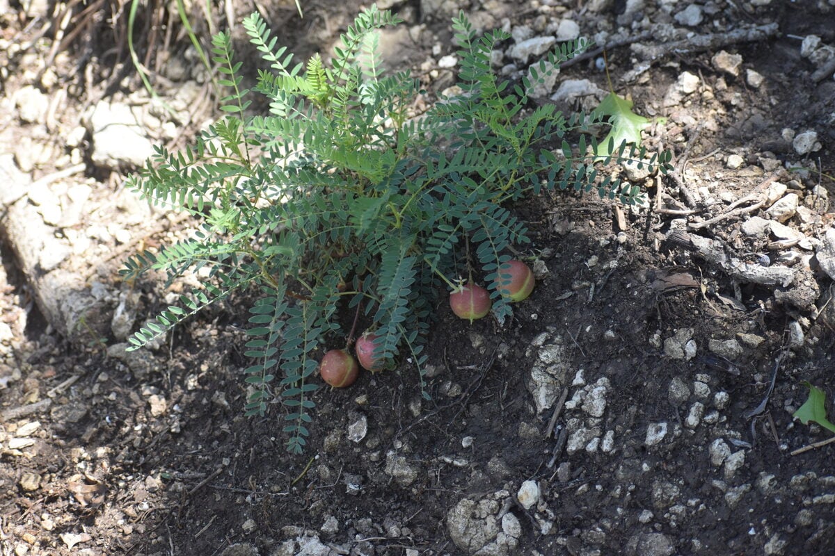 Astragalus crassicarpus var. berlandieri (Larger ground plum) — photo