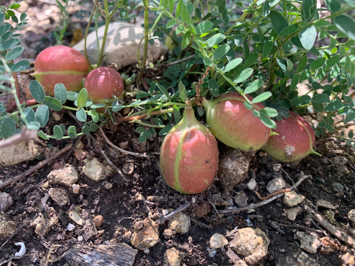 Astragalus crassicarpus var. berlandieri