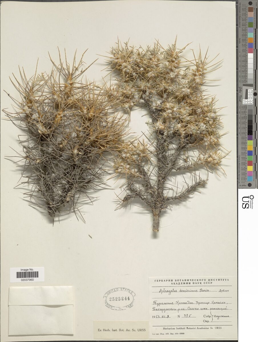 Astragalus densissimus — photo