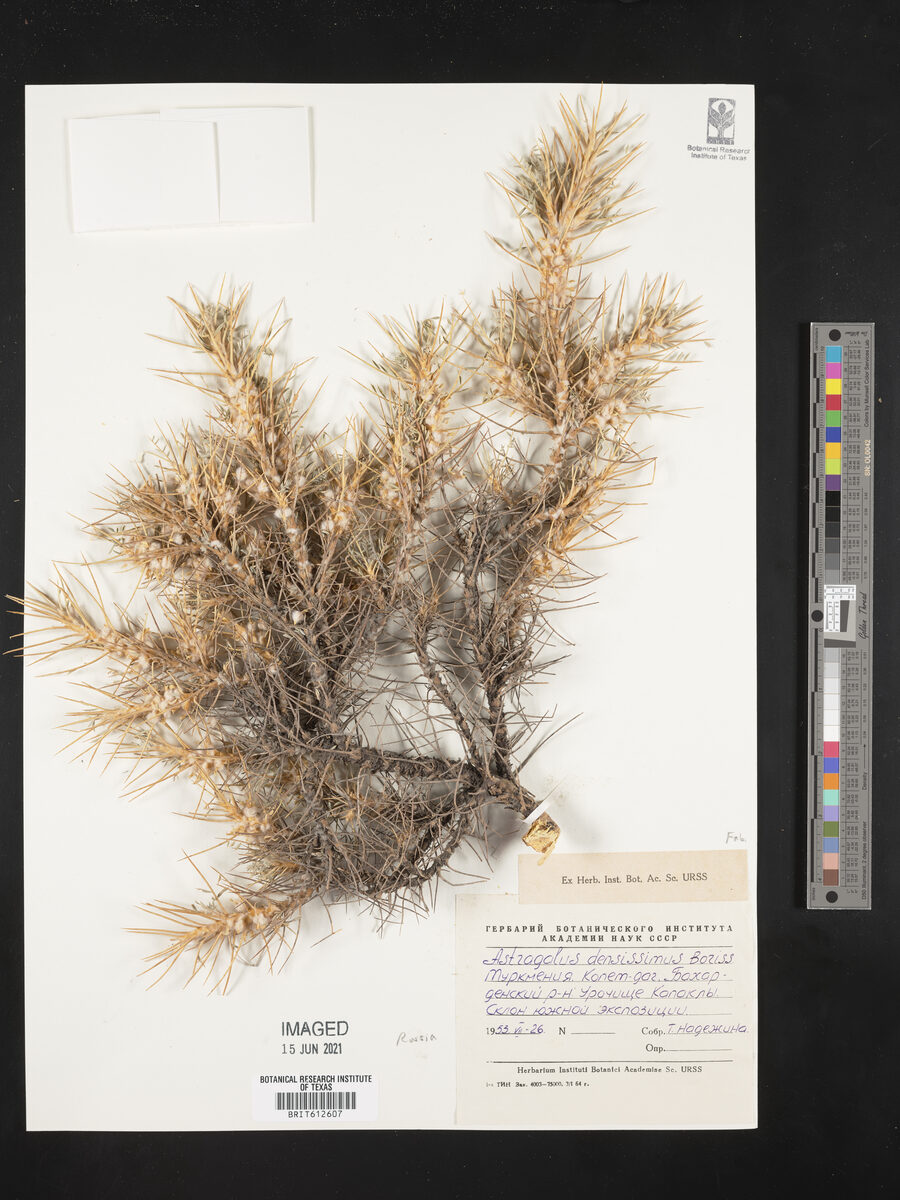 Astragalus densissimus — photo