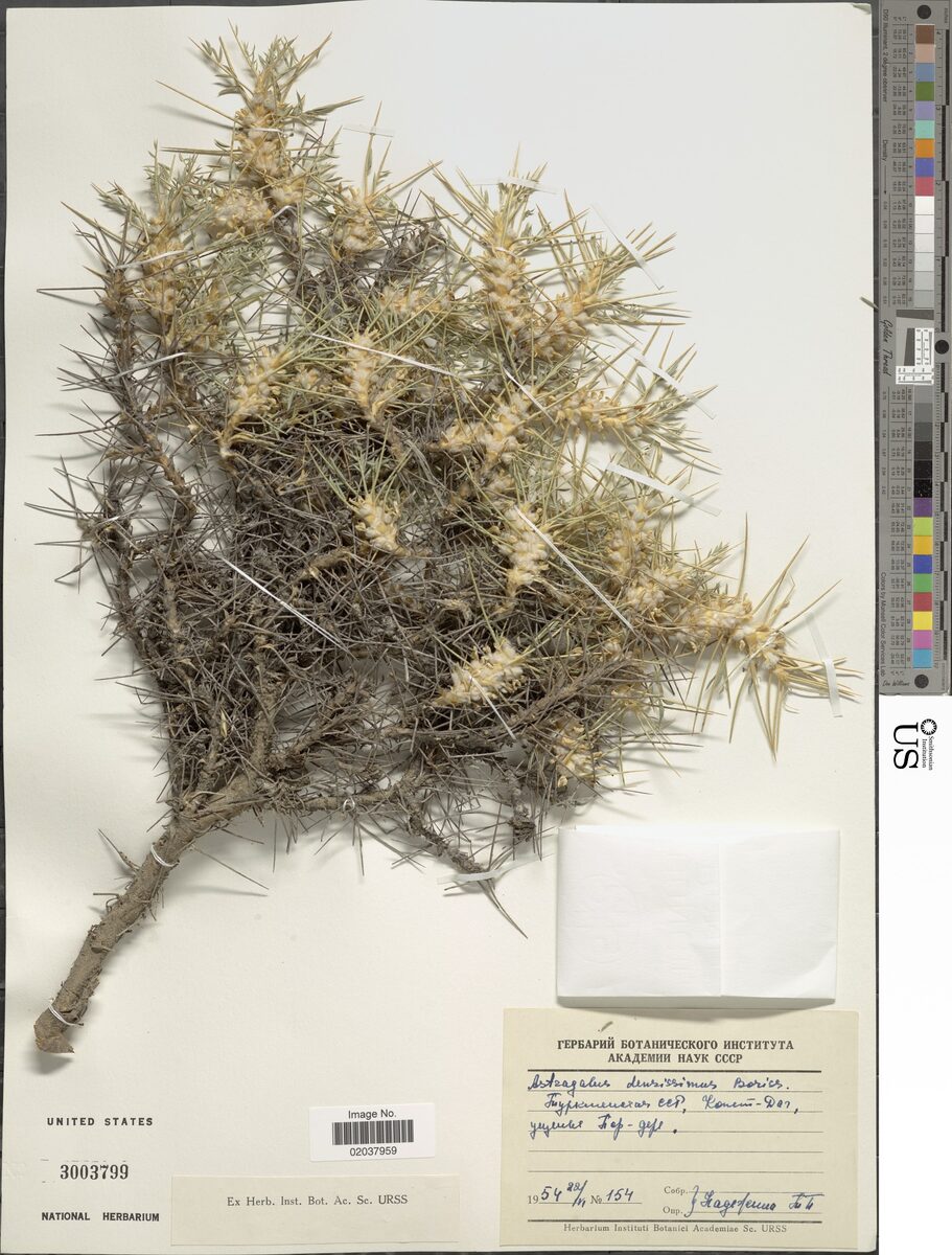 Astragalus densissimus