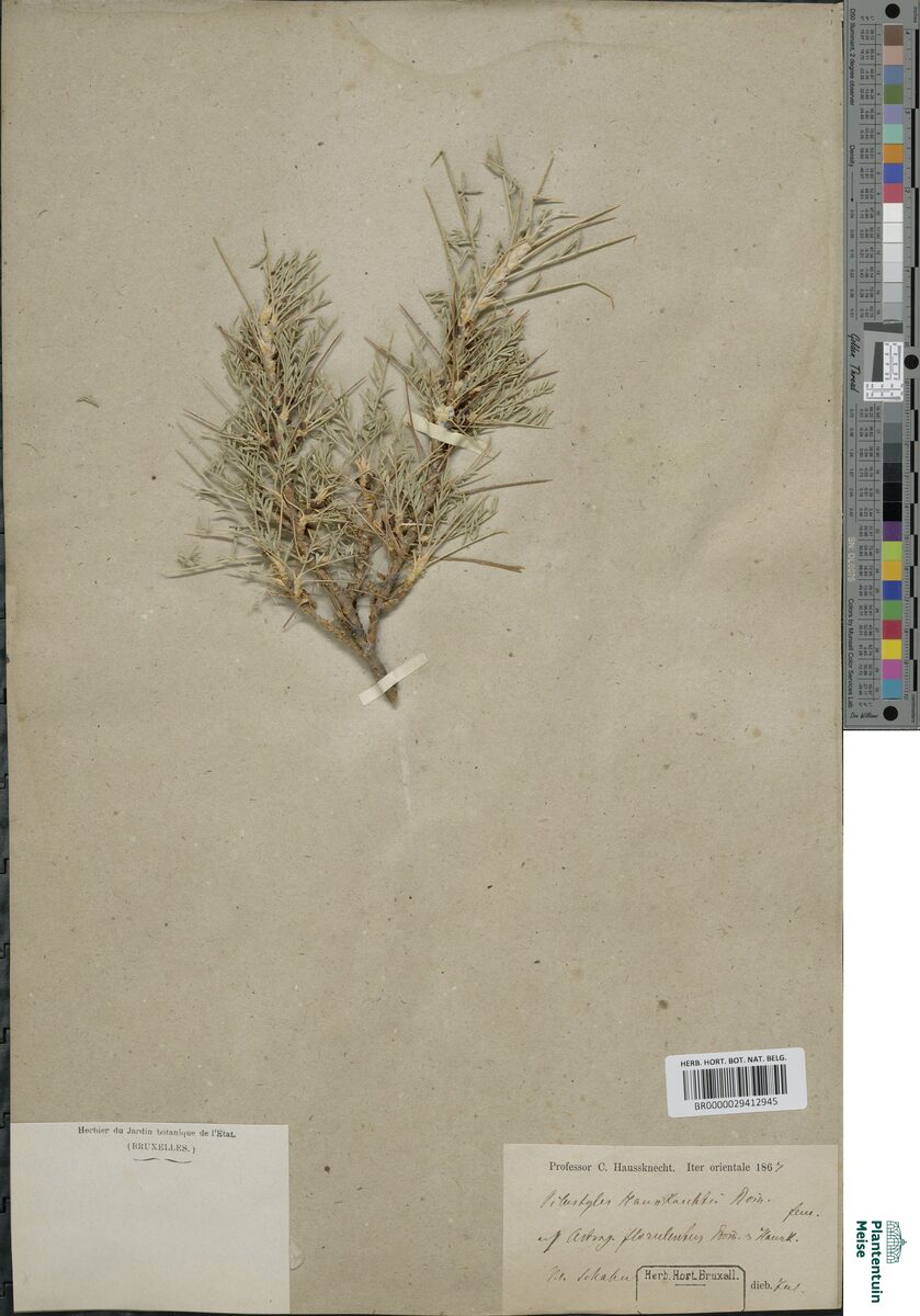 Astragalus florulentus