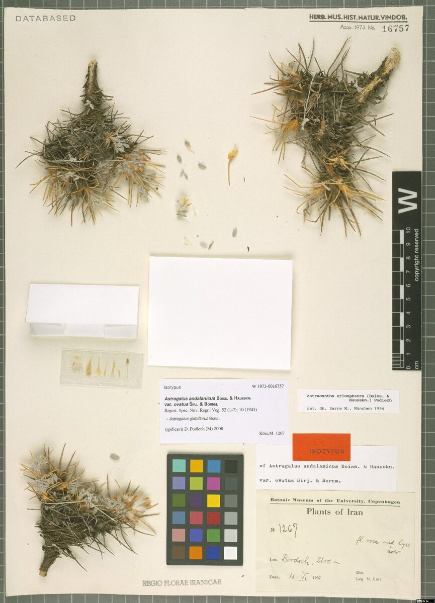 Astragalus globiflorus — photo