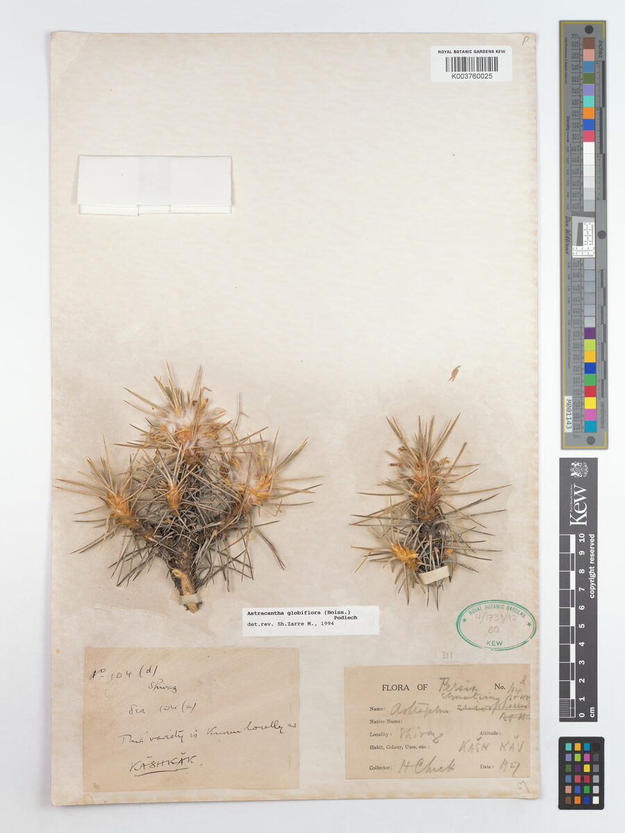 Astragalus globiflorus — photo