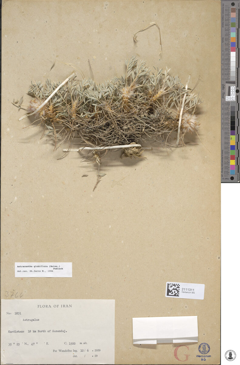 Astragalus globiflorus