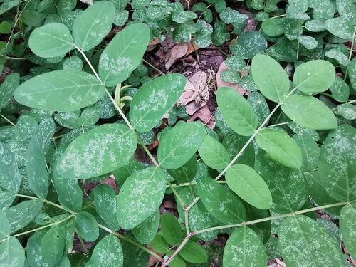 Astragalus glycyphyllos (Milk Vetch) — photo