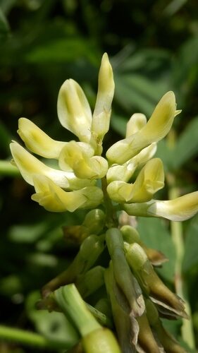 Astragalus glycyphyllos