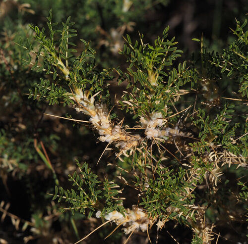 Astragalus gummifer (Tragacanth) — photo