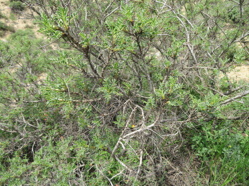 Astragalus gummifer (Tragacanth) — photo