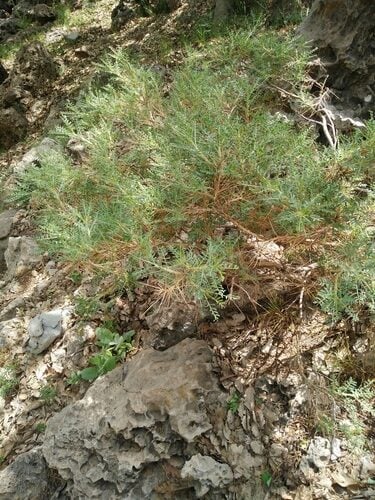 Astragalus gummifer