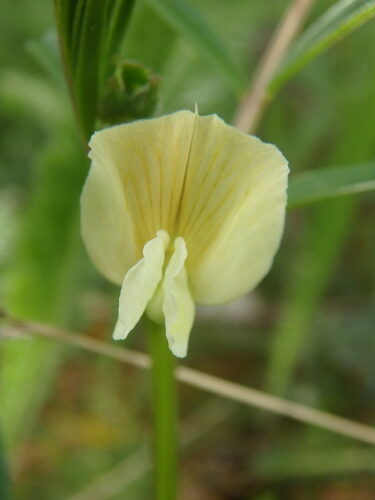 Astragalus hoantchy (Yellow vetch) — photo