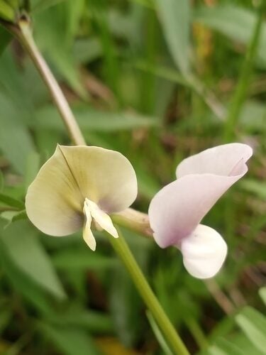 Astragalus hoantchy (Yellow vetch) — photo