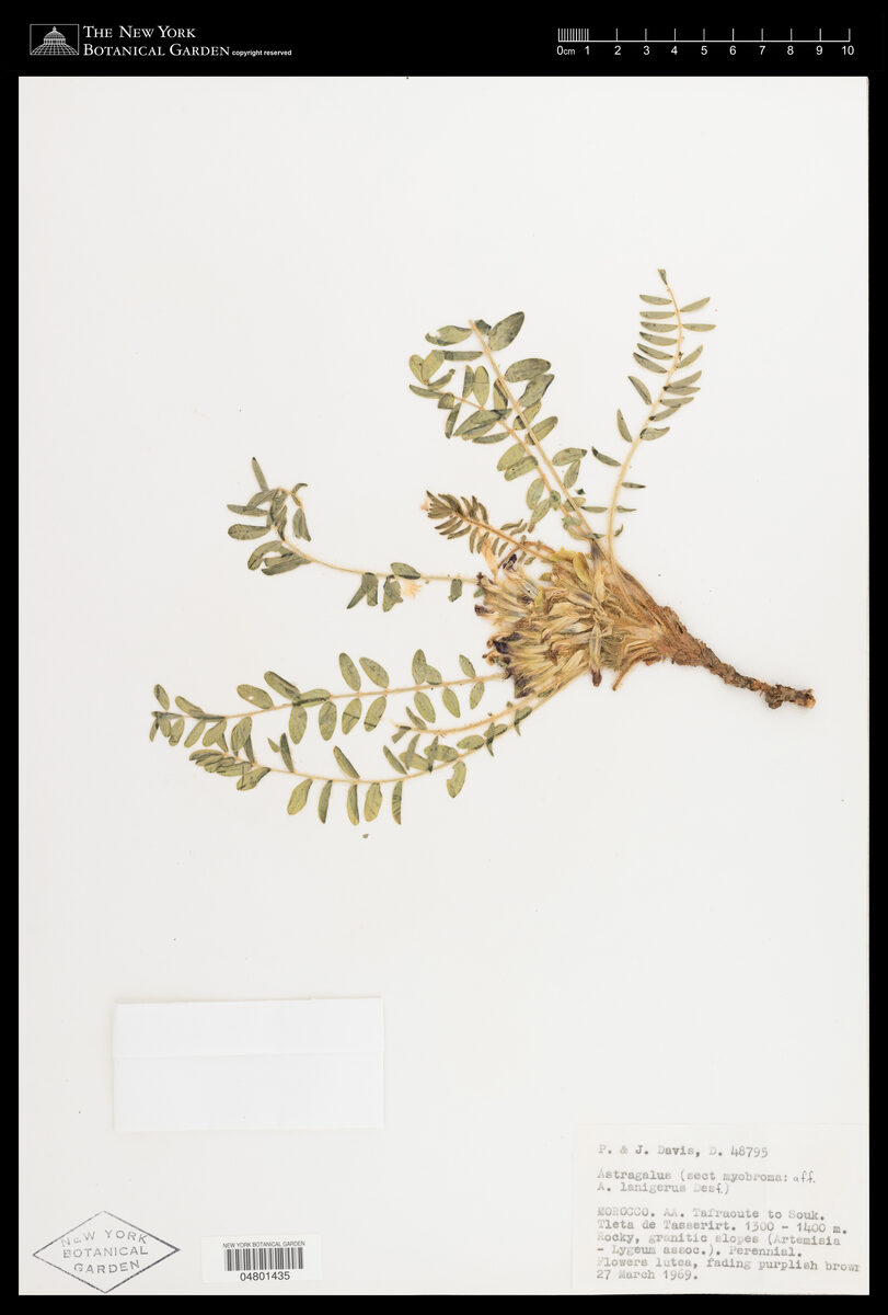 Astragalus lanigerus — photo