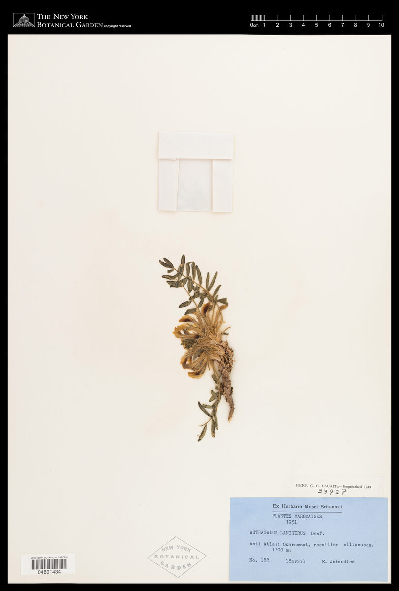 Astragalus lanigerus — photo