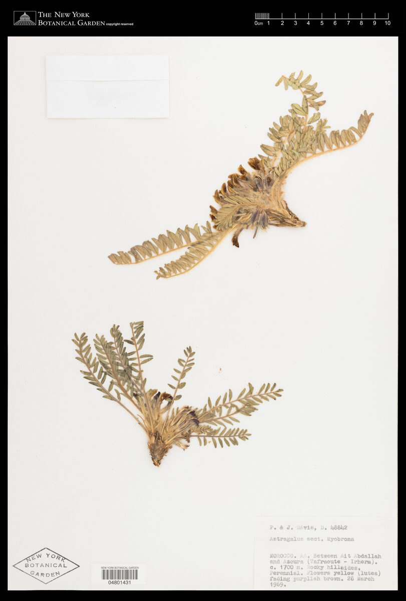 Astragalus lanigerus
