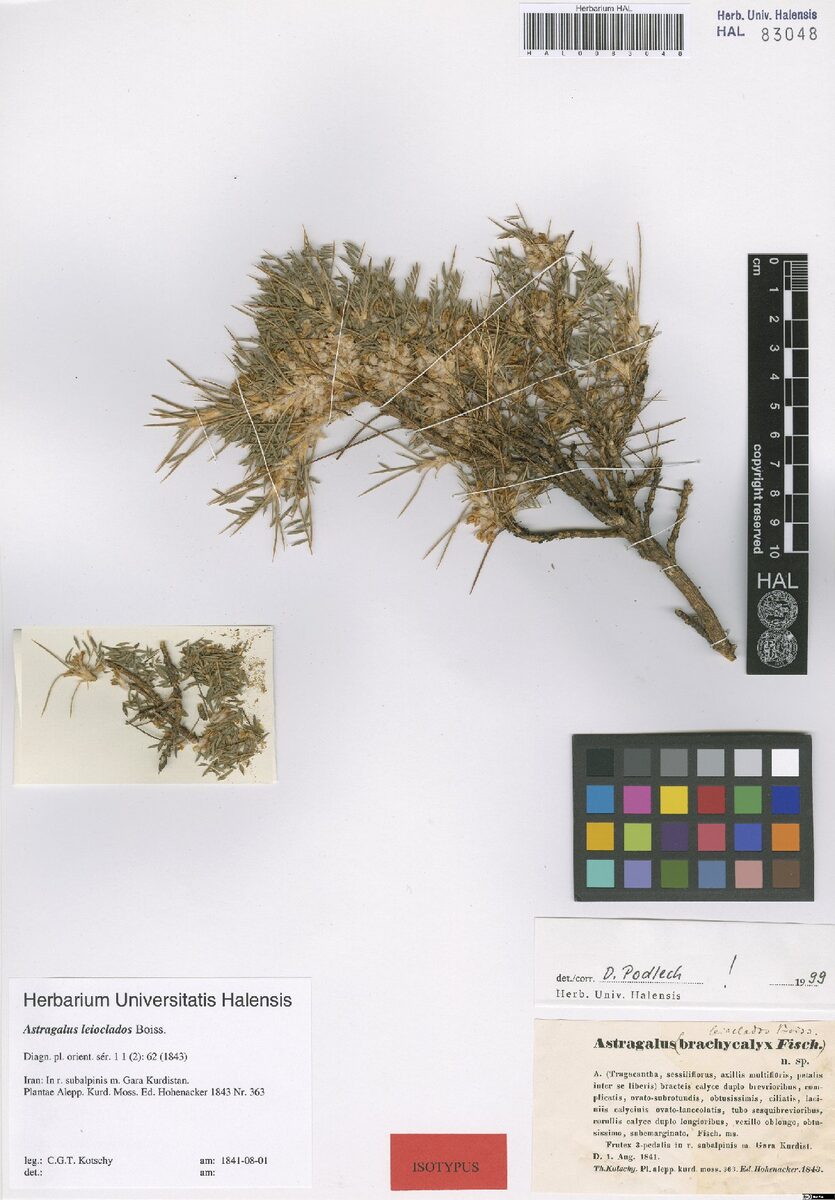 Astragalus leioclados