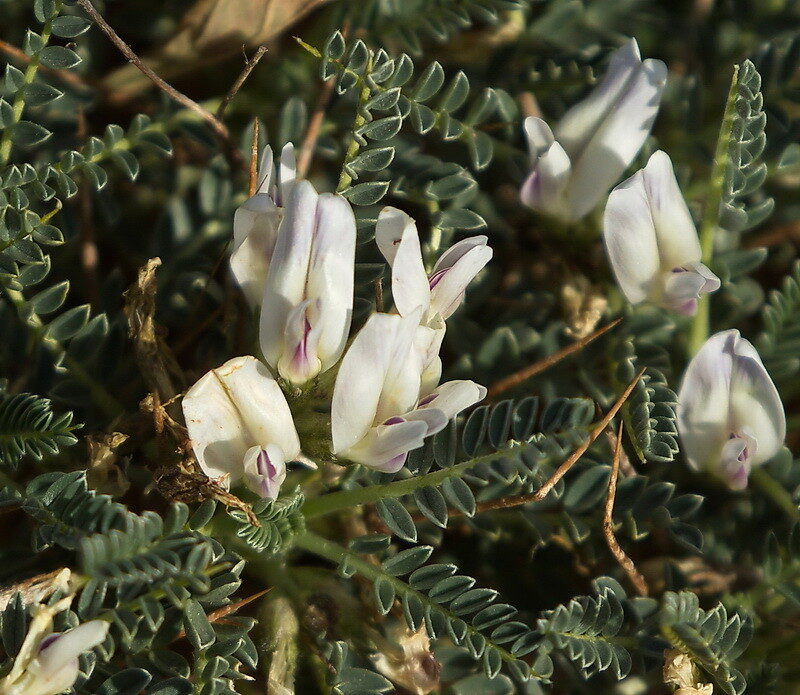 Astragalus massiliensis - (Mill.)Lam. — photo