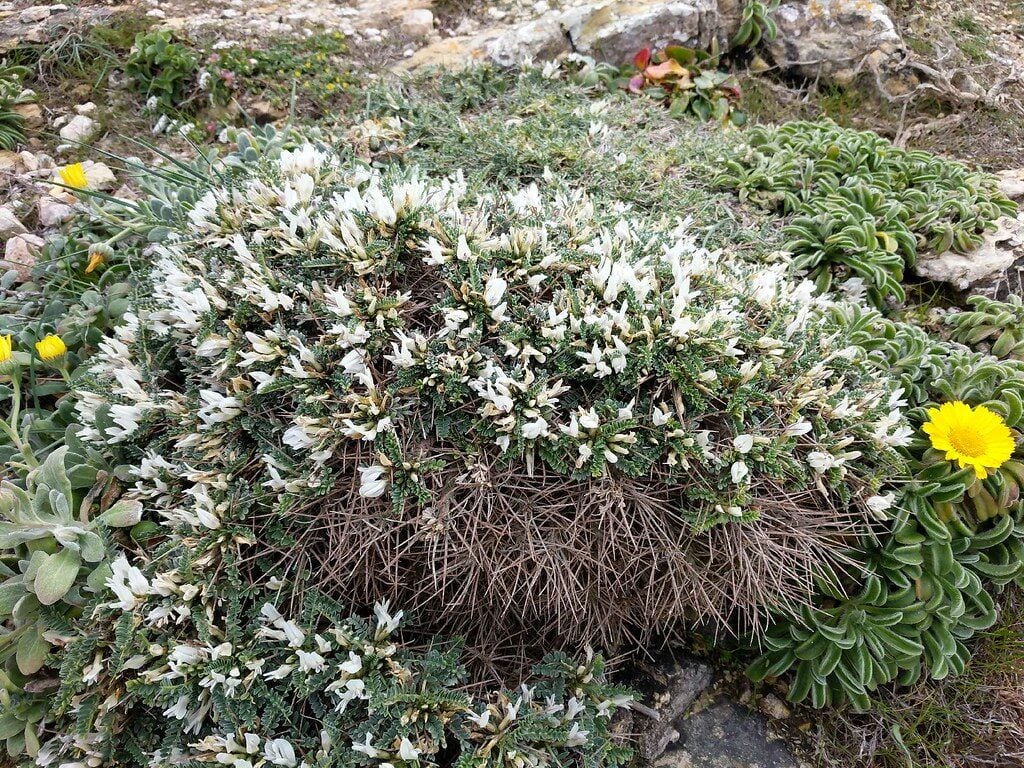 Astragalus massiliensis - (Mill.)Lam. — photo