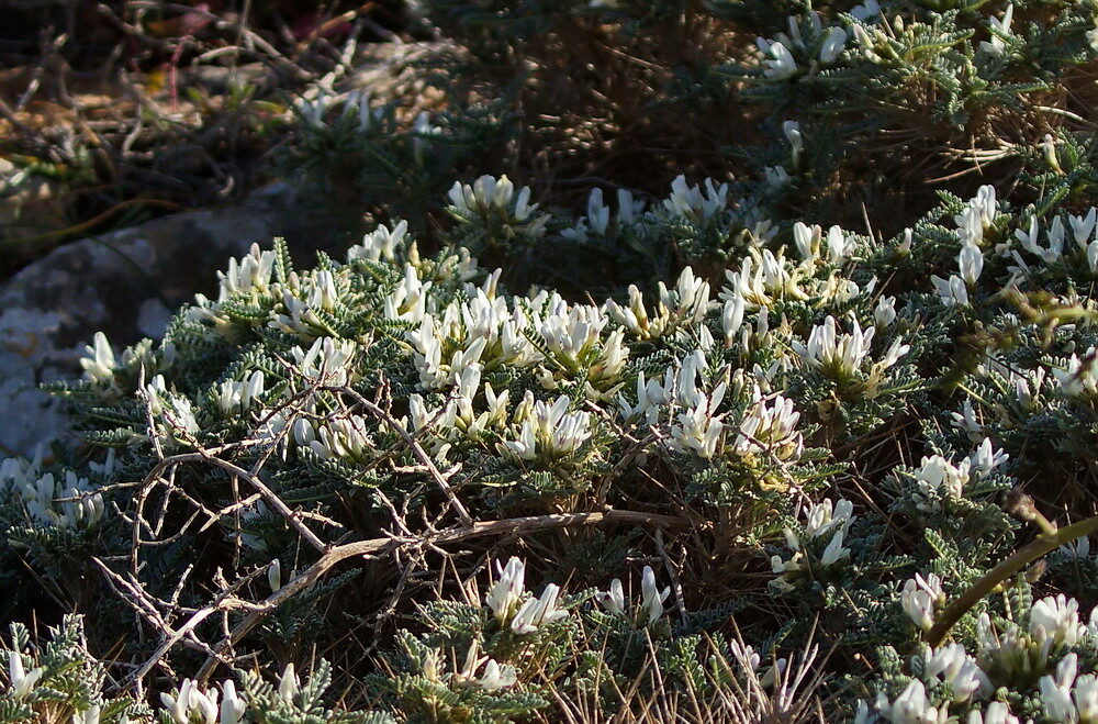 Astragalus massiliensis - (Mill.)Lam.