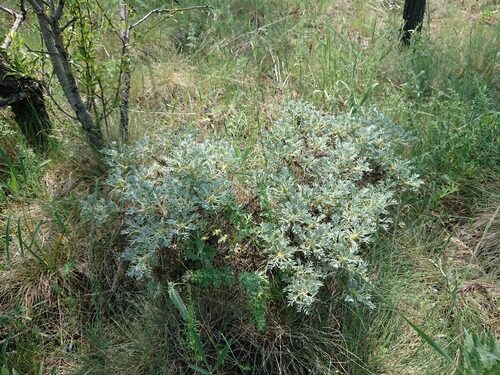 Astragalus microcephalus — photo