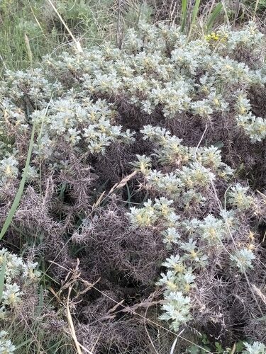 Astragalus microcephalus