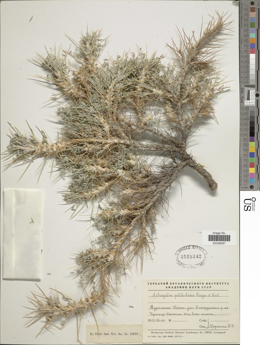 Astragalus piletocladus — photo