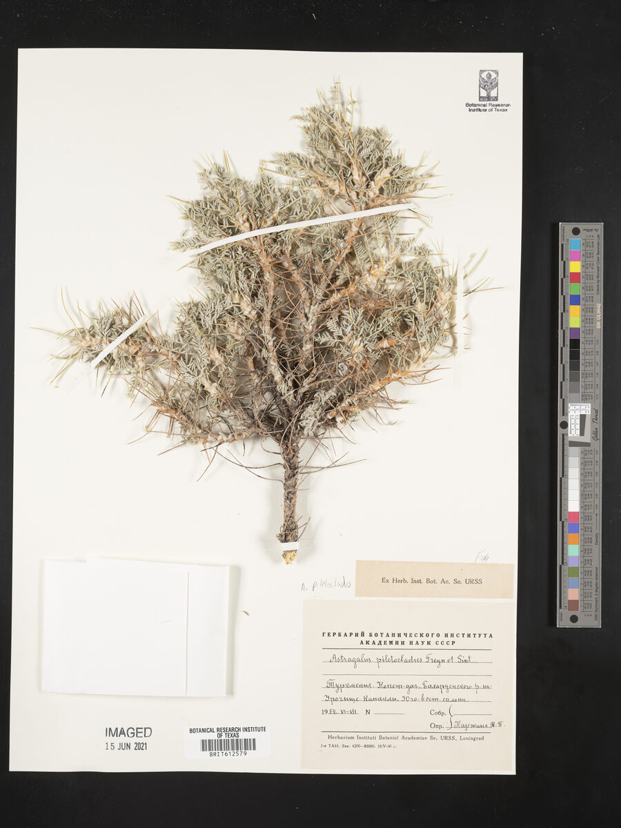 Astragalus piletocladus — photo