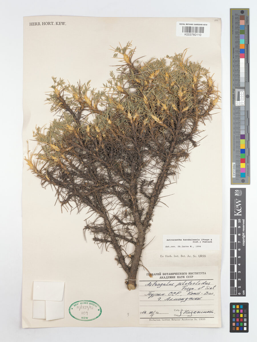 Astragalus piletocladus