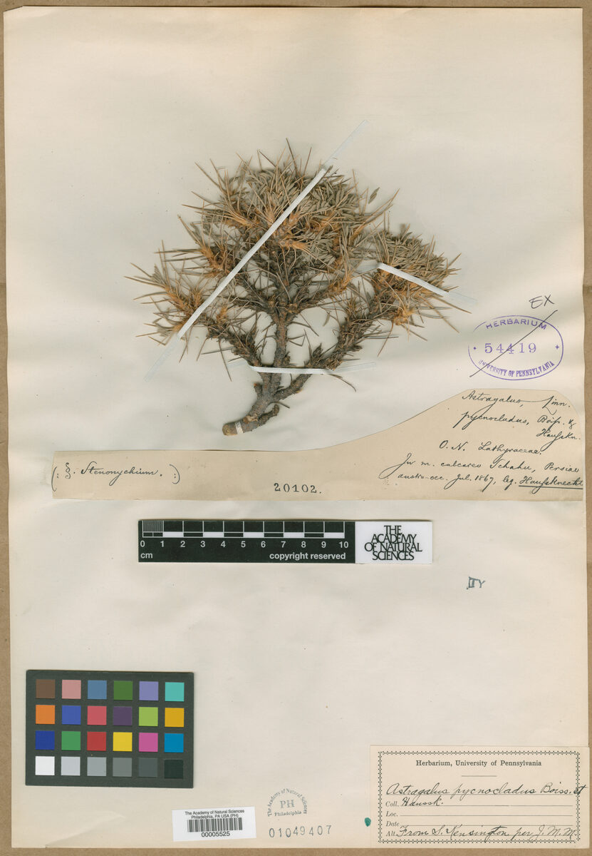 Astragalus pycnocladus — photo