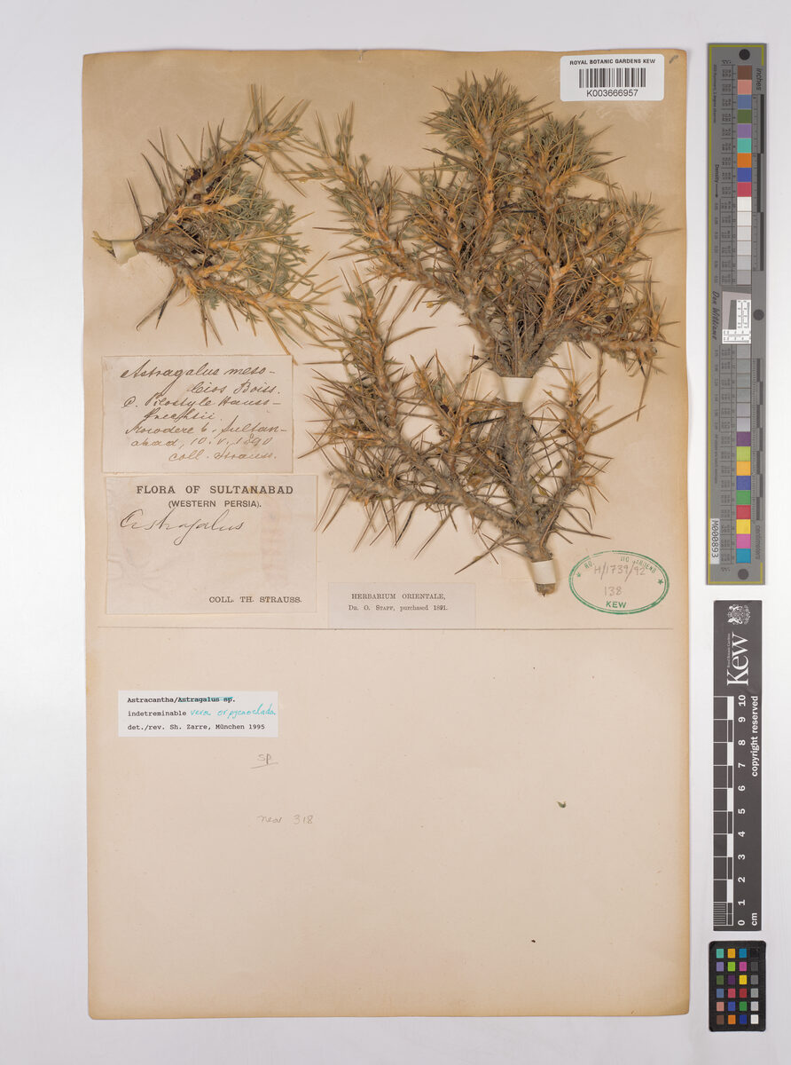Astragalus pycnocladus