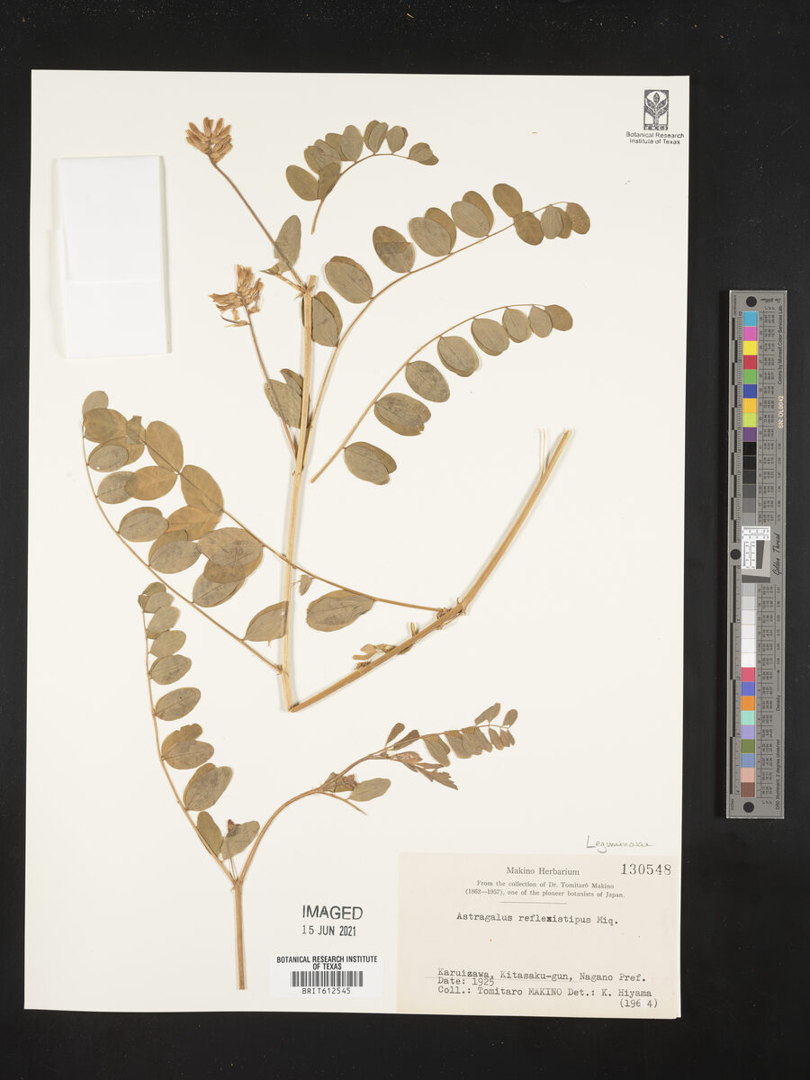 Astragalus reflexistipulus — photo