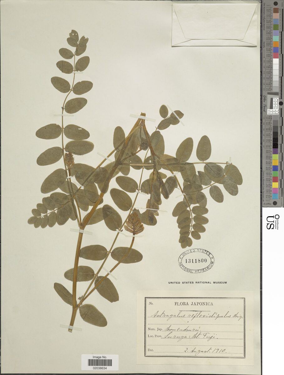 Astragalus reflexistipulus — photo