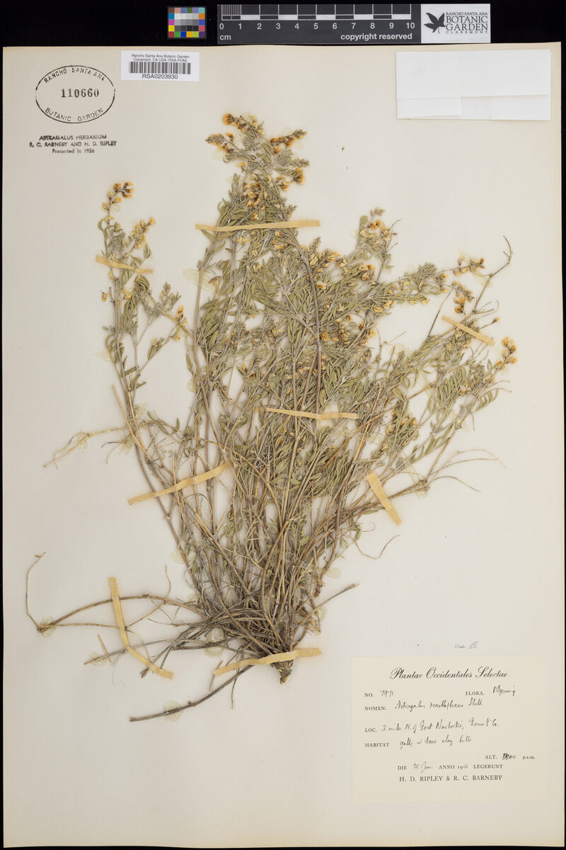 Astragalus reflexistipulus