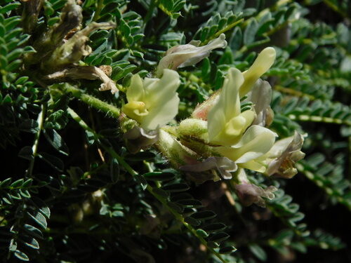 Astragalus sirinicus — photo