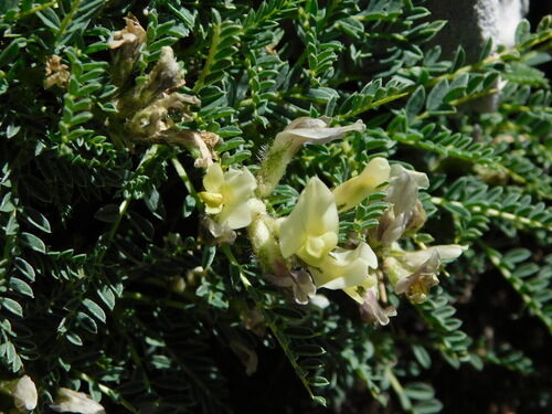 Astragalus sirinicus — photo