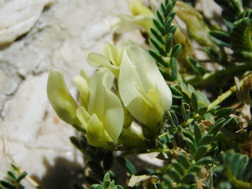 Astragalus sirinicus