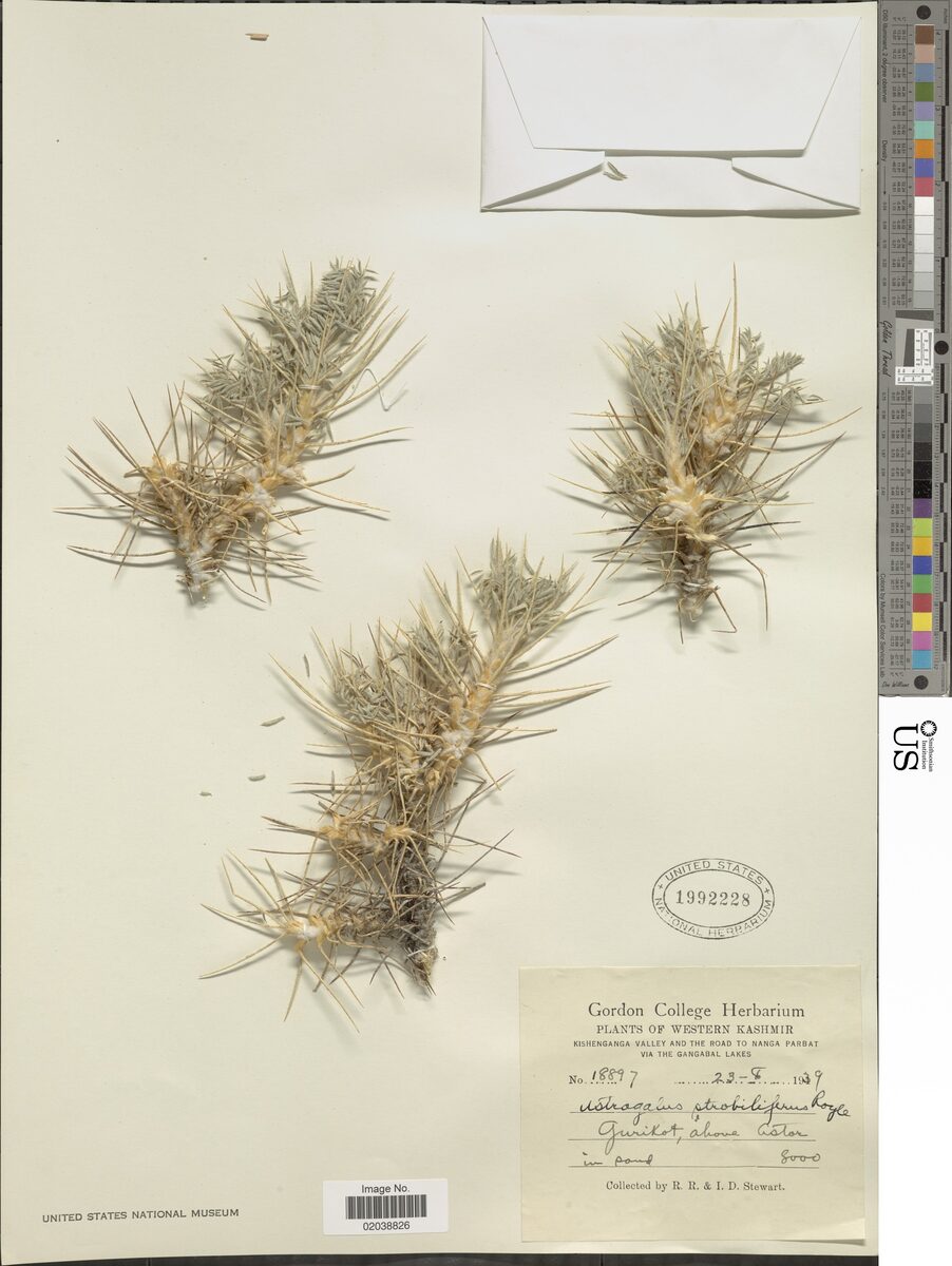 Astragalus strobiliferus — photo