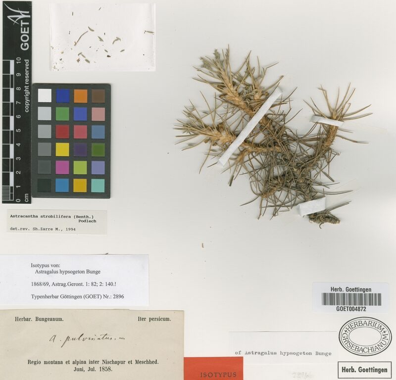 Astragalus strobiliferus — photo