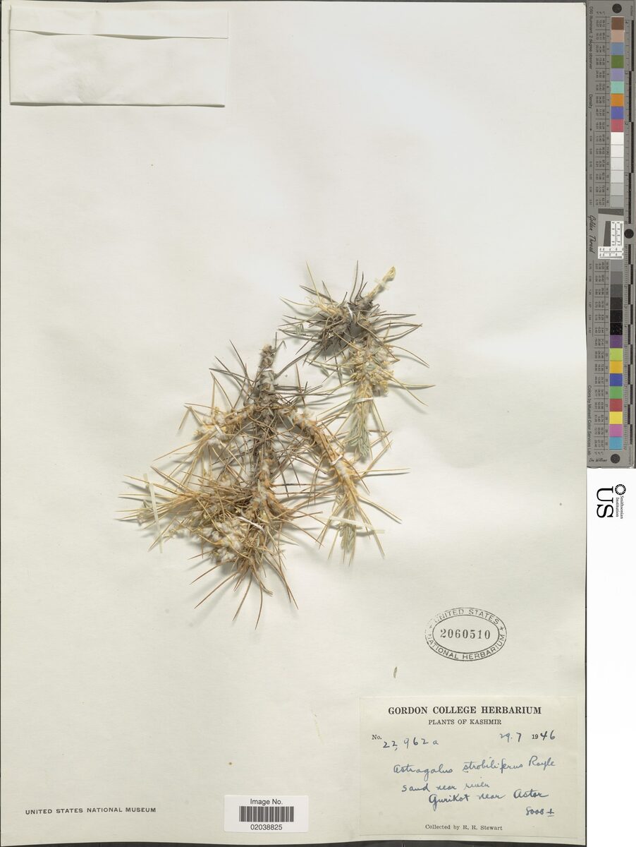 Astragalus strobiliferus